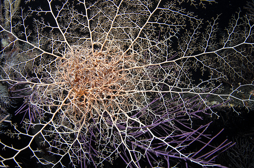 Night Dive - Basket Star